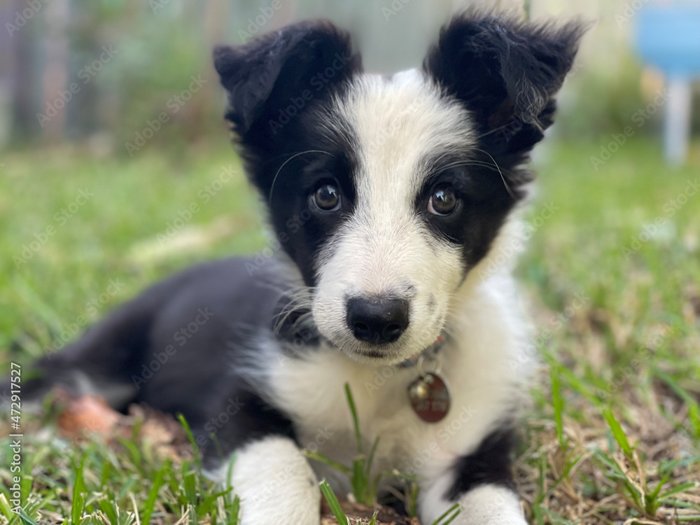 border collie puppy