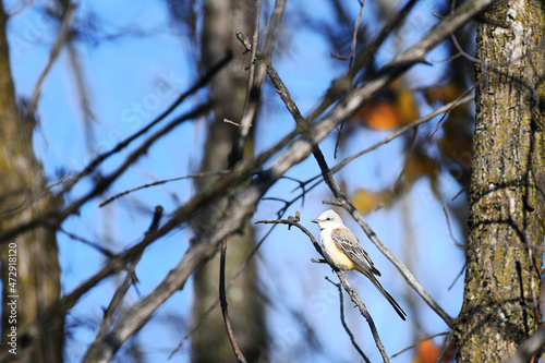 Scissor-tailed Flycatcher perched on a branch, in the woods, under a blue sky