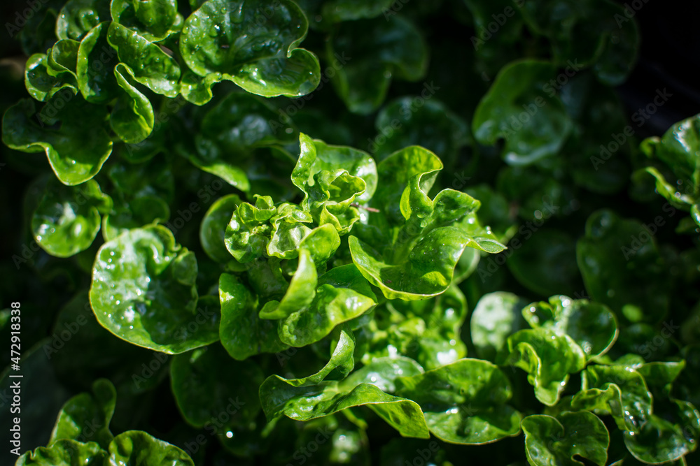 watercress in vegetable garden watercress in vegetable garden