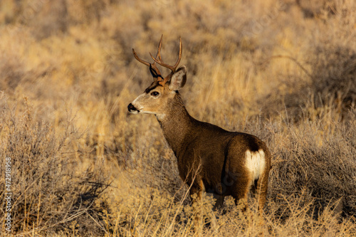 Mule deer buck photographed in the high desert of Lassen County  California  USA.