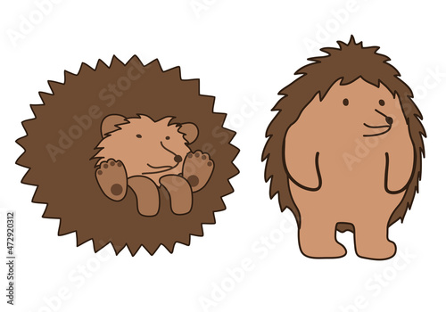 Cute little hedgehog in flat 2d style, for children's illustration, isolated. Hedgehog in two poses - the hedgehog stands on his hind legs like a human, and the hedgehog curled up in a ball. Vector