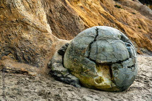 Fotografiet One of the famous Moeraki boulders still attached to the cliff on the Dunedin be