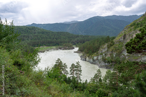 stormy deep river in a mountain valley surrounded by pine forest