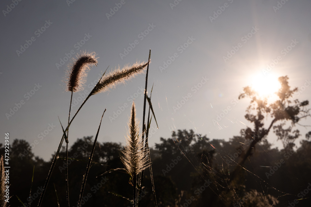 Fototapeta premium sunset in the field