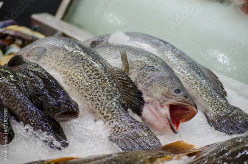 Fresh Murray cod (Maccullochella peelii) fish freezing on the ice at a fish market. photo