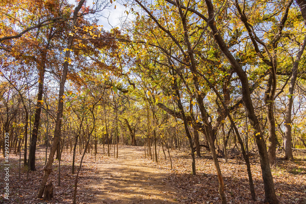 Naklejka premium Beautiful fall color of the Martin Park Nature Center
