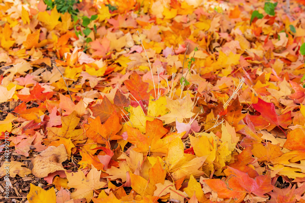 Close up shot of many fallen maple leaves