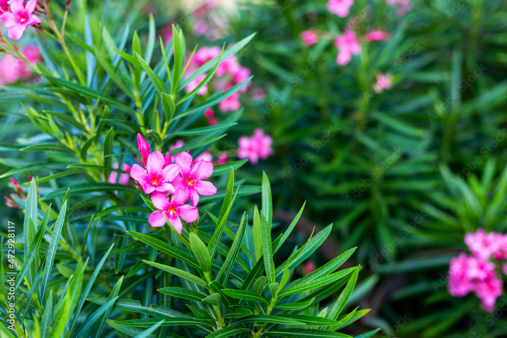 Obraz premium petite fleur délicate rose dans un buisson à feuilles pointues 
