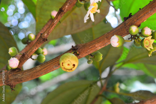 Bellucia axinanthera, vernacular name is Jambu Tangkalak, guayabilla or pera is the name of a type of fruit tree belonging to the Melastomataceae family.
