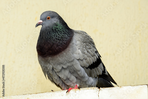 Stock pigeon perched on a door wing, stock pigeon, carrier pigeon, domestic, close-up.