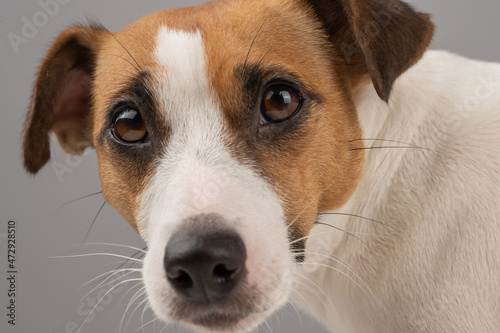 Cropped portrait of dog jack russell terrier. © Михаил Решетников