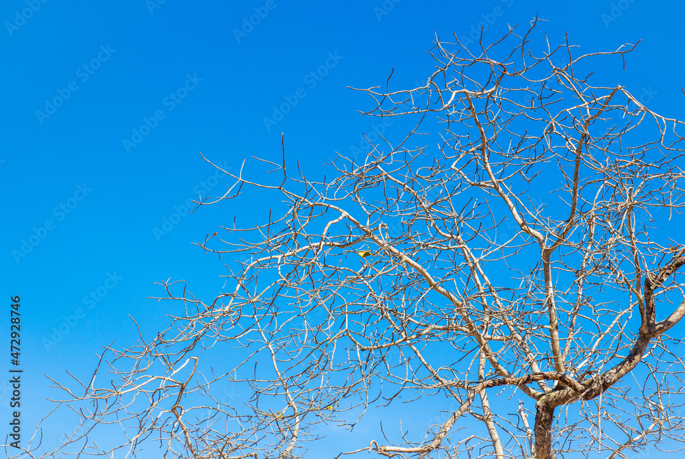 Tree branch over clear blue sky on summer day Tree branch over clear blue sky on summer day