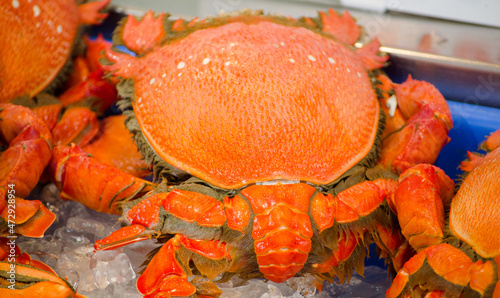 Fresh Ranina ranina or spanner crab on the ice at a fish market. photo