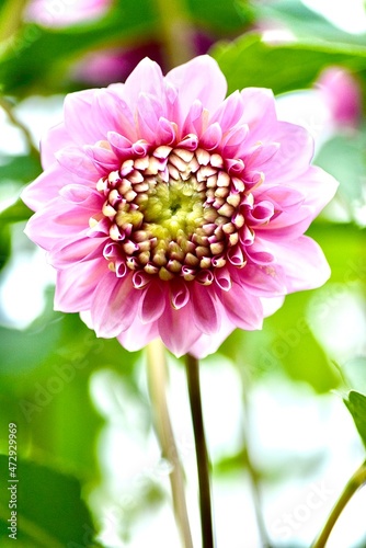 pink dahlia flower