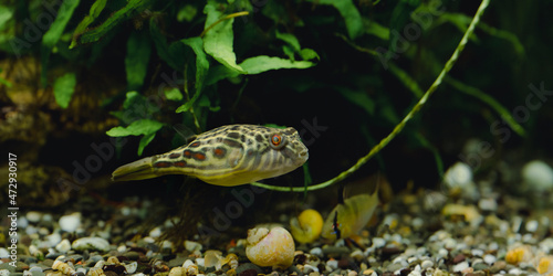 Obraz na plátně Pufferfish slowly swims between plants leaves