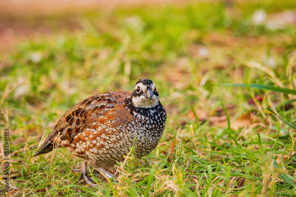 Close up shot of Northern Bobwhite Close up shot of Northern Bobwhite