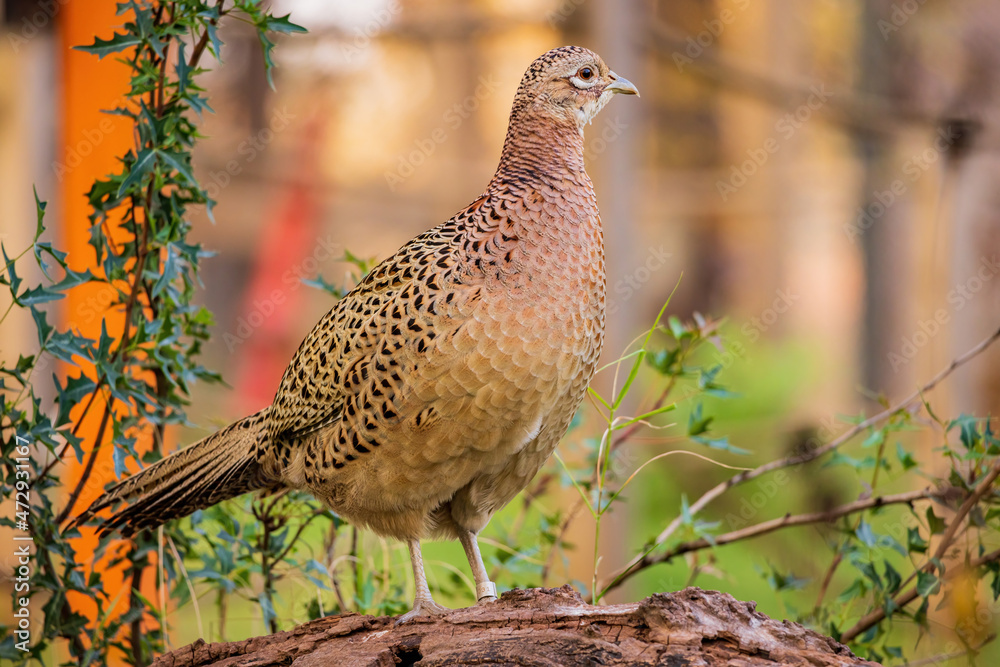 Close up shot of female Ring Necked Pheasant Close up shot of female Ring Necked Pheasant