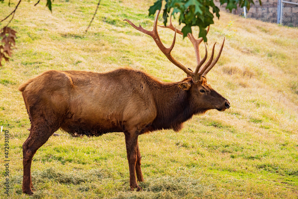 Close up shot of Elk