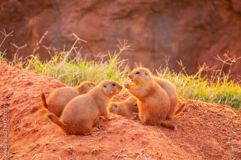 Close up shot of Prairie dog family Close up shot of Prairie dog family