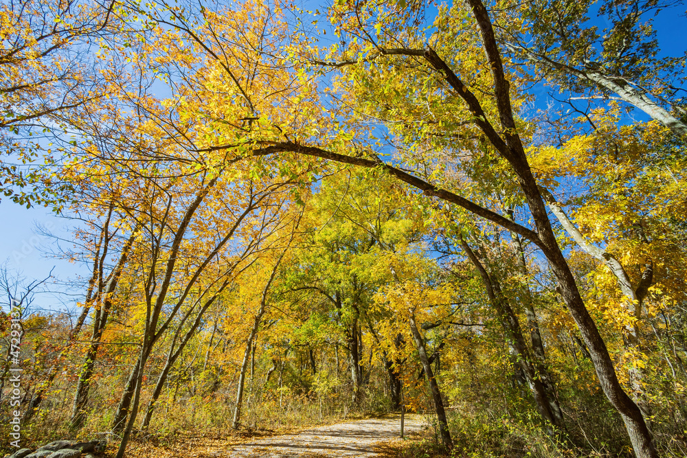 Fototapeta premium Fall color of the nature trail in Chickasaw National Recreation Area