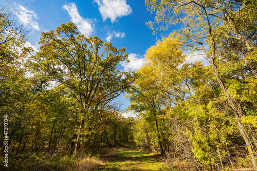 Fall color near the Eagle view Trail