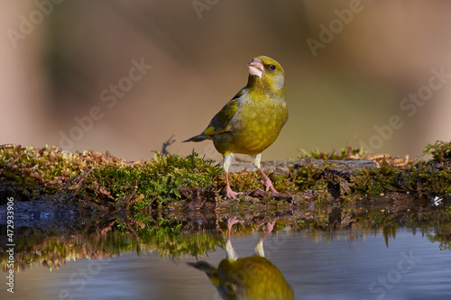 European greenfinch ,,Chloris chloris,, in wild amazing danubian forest, Slovakia, Europe photo