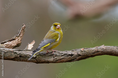 European greenfinch ,,Chloris chloris,, in wild amazing danubian forest, Slovakia, Europe photo