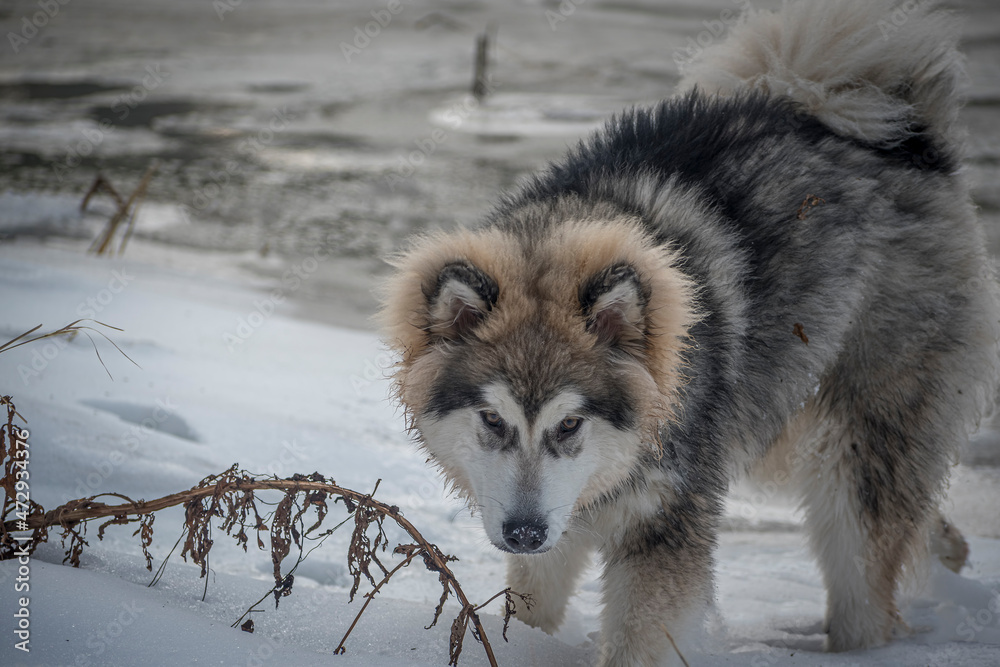 Malamute portrait on a snowy day. Young cute Northern breed dog with long furry hair walking on fresh snow on a frozen riverside. Selective focus on the animal, blurred background.