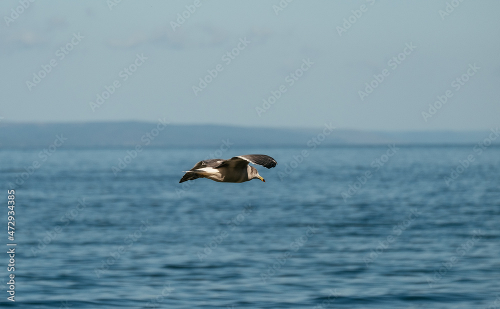 Obraz premium seagull