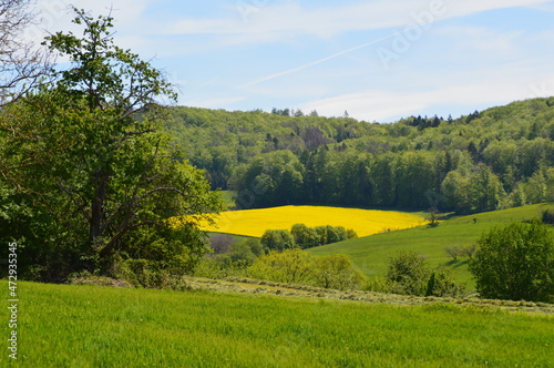 landscape with flowers