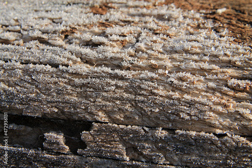 The texture of a tree covered with frost. Background image, close-up.