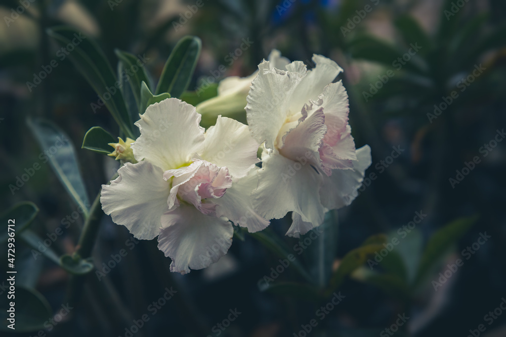 Close up pretty, exotic, beautiful white Adenium Obesum, desert rose, azalea flower as the tropical flower is Blooming, pink and white color. multi petal with blurred background in garden
