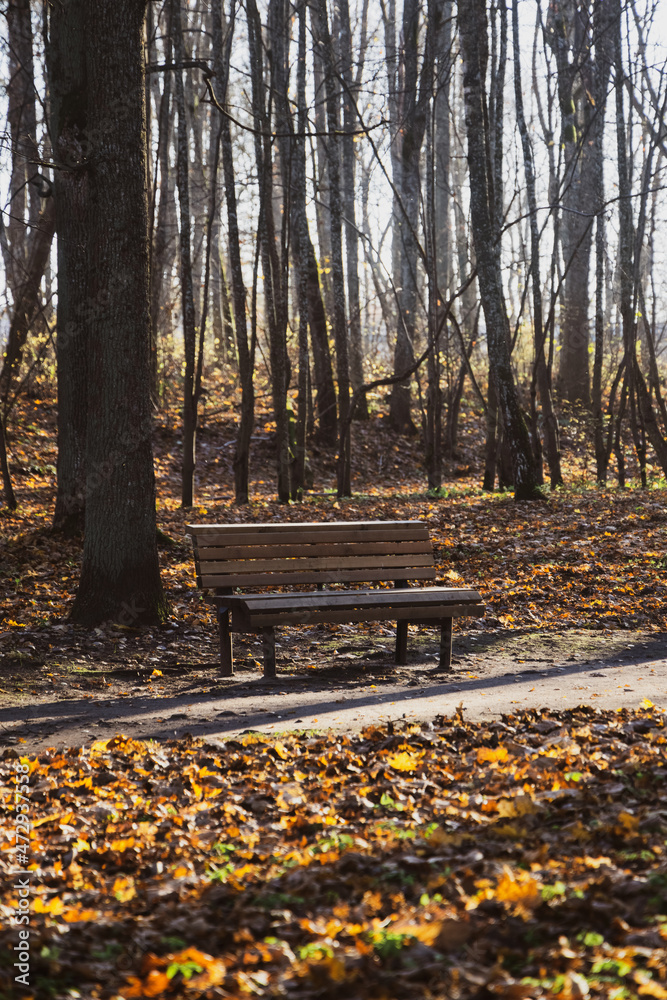 Fototapeta premium Wooden bench for site seeing and to get rest in the park with warm autumn evening light. Vacation, free time and recreation theme.