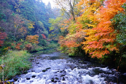 鶴仙渓の紅葉
