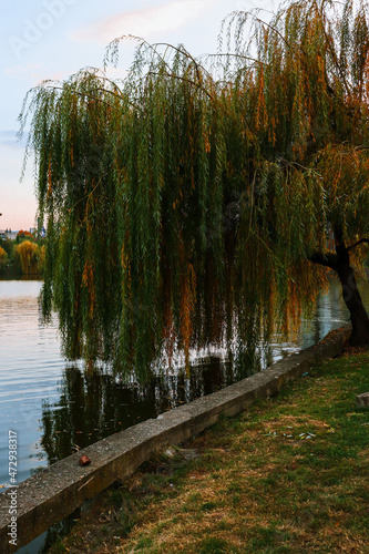 Weeping willow tree with fall colors reflecting on a lake with the sunset in Iulius park, Cluj-Napoca, Romania. photo