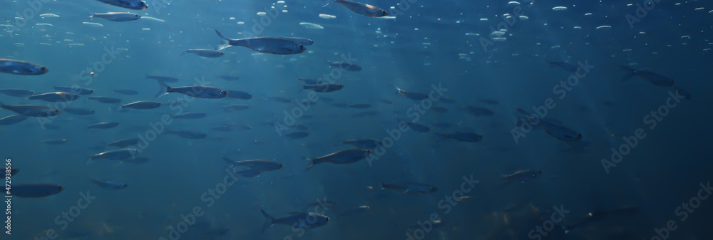 Obraz premium fish underwater shoal, abstract background nature sea ocean ecosystem