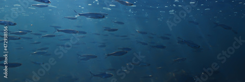 fish underwater shoal, abstract background nature sea ocean ecosystem