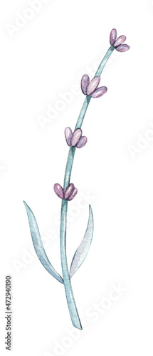 Watercolor lilac Provence Lavender flowers. Isolated on white background floral illustration. For baby doll clothes, wear, birthday, valentine cards, linen, wrapping, wallpaper, home decor textile.