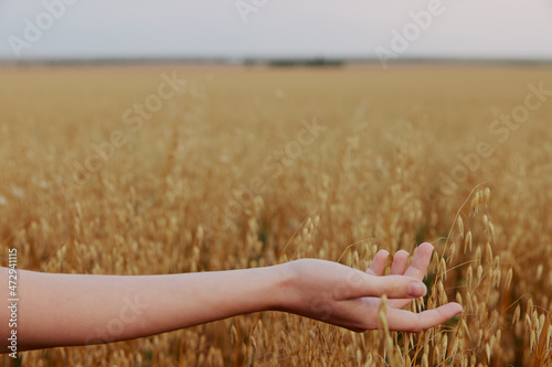 female hand wheat fields agriculture harvesting Lifestyle