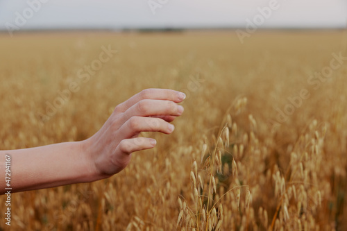 human hand wheat crop agriculture industry fields nature