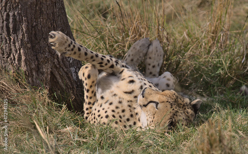 cheetah lying on its back and stretching its legs against tree trunk showing paws and claws in the wild masai mara, kenya