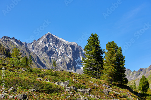 Siberian cedars on the hillside of the mountain tundra
