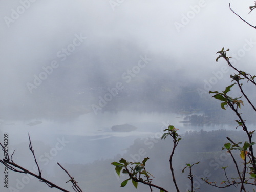 tree in fog