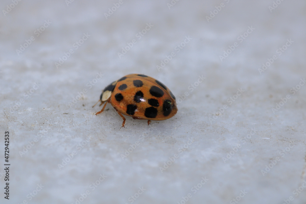 beautiful red ladybug leaf photo beautiful red ladybug leaf photo
