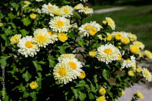 Many vivid yellow and white Chrysanthemum x morifolium flowers and small green blooms in a garden in a sunny autumn day  beautiful colorful outdoor background photographed with soft focus.