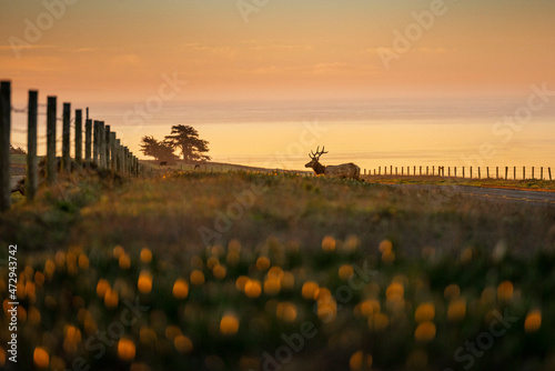 point reyes 