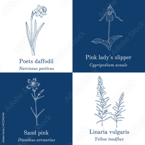 Set of garden flowers. Hand drawn vector illustration