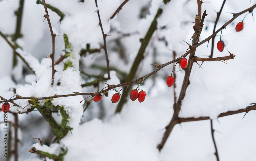 In the winter garden, a barberry branch with frozen red berries on a cold day. Red berries on a bush branch under the snow. Nature in winter.A barberry bush with red berries and thorns in the snow In the winter garden, a barberry branch with frozen red berries on a cold day. Red berries on a bush branch under the snow. Nature in winter.A barberry bush with red berries and thorns in the snow