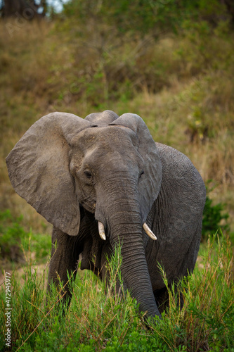 African bush elephant or African savanna elephant (Loxodonta africana) feeding. Mpumalanga. South Africa. © Roger de la Harpe