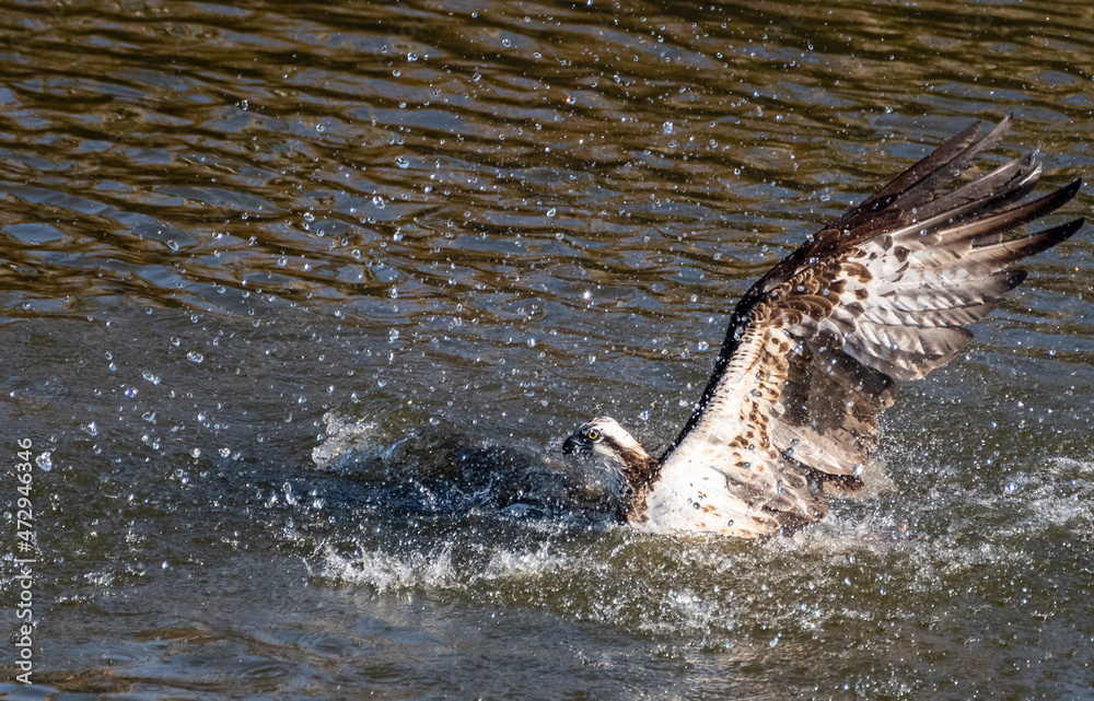 Fototapeta premium 狩りをする猛禽類 ミサゴ